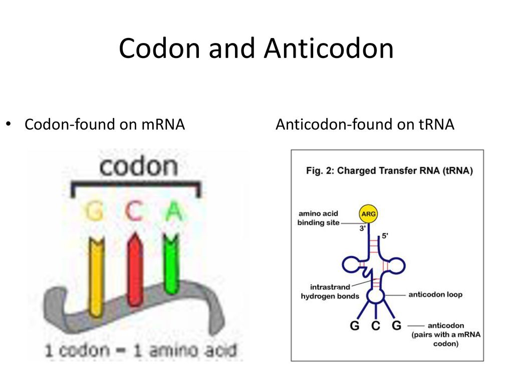 Anticodons Are Located Where